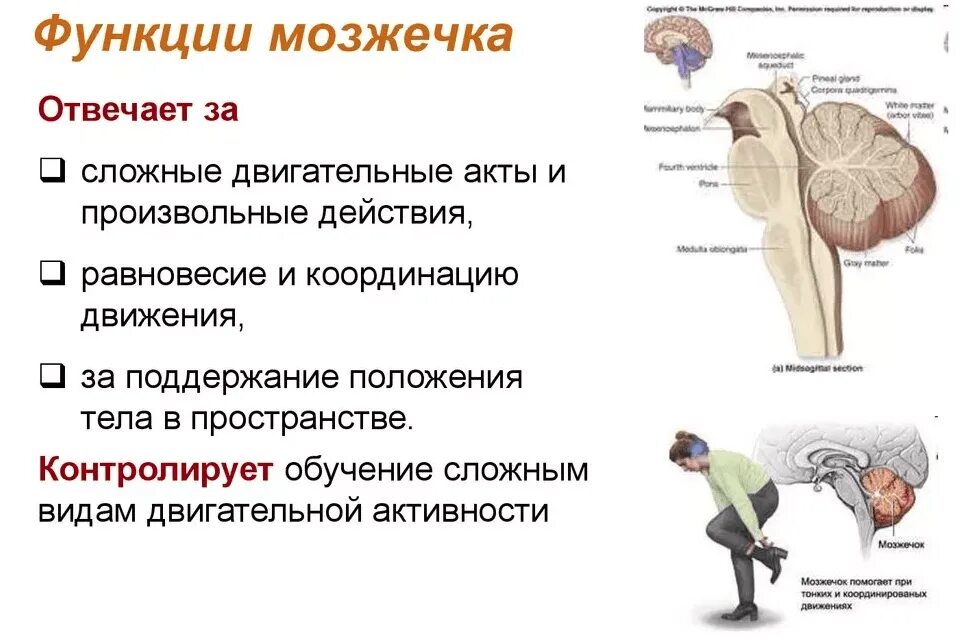 Функции отделов головного мозга мозжечок. Отдел мозга мозжечок функции. Двигательные функции мозжечка. За координацию движений отвечает.