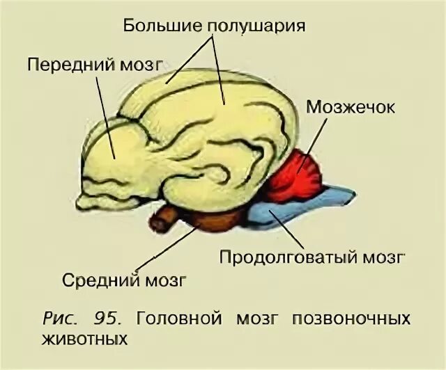 Головной мозг животных. Строение мозга животных. Головной мозг позвоночных животных. Строение головного мозга млекопитающих.