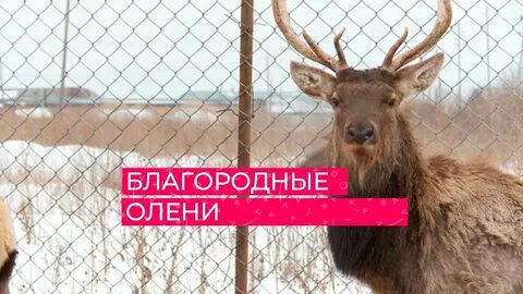 Оленей была бы более грозной