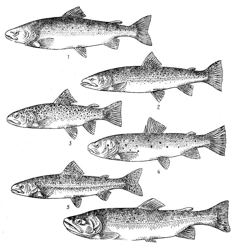 Лососевая рыба 7. Отряд Лососеобразные лососевые. Отряд Лососеобразные семга. Лососеобразные рыбы представители. Форель семейство лососевых.
