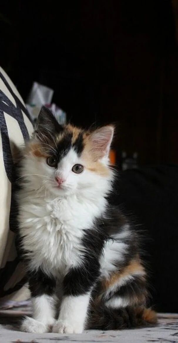 Пол трехцветного котенка. Трехцветный пушистый котенок. Трёхцветная кошка. Трёхцветная кошка пушистая. Маленький трехцветный котенок.