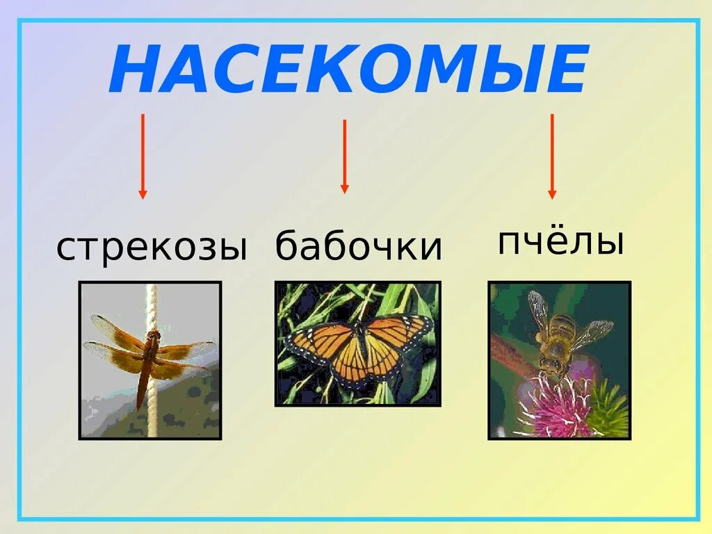 Разнообразие животных 3 класс. Насекомые бабочки Стрекозы. Разнообразие животных 3 класс окружающий мир презентация. Разнообразие животных окружающий мир 3.