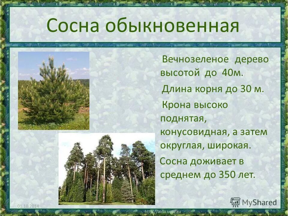 сосна сообщение 4 класс окружающий мир