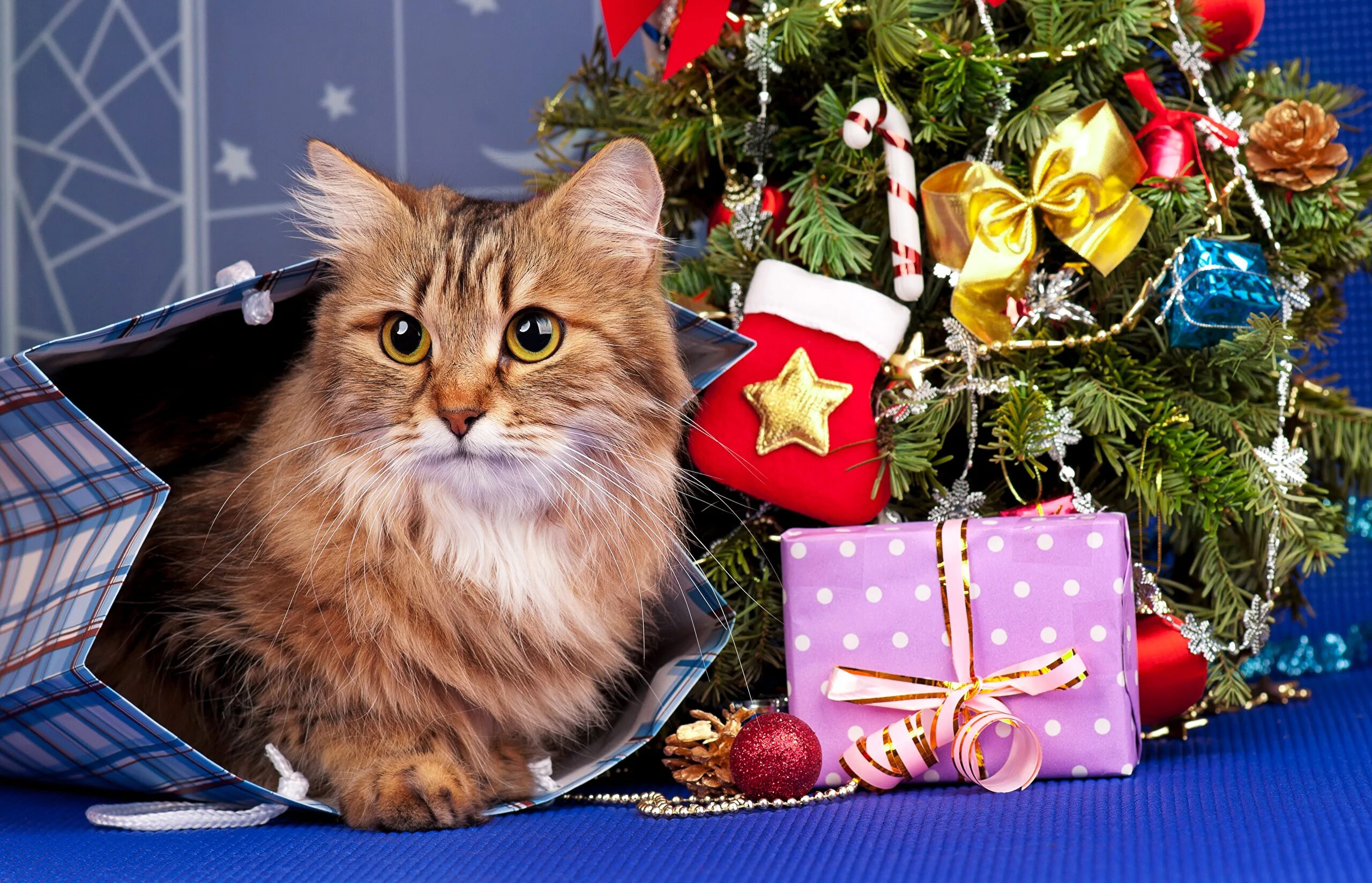 Кошечка последний. Новогодний кот. Новогодние котята. Кот новый год. Рождественский кот.