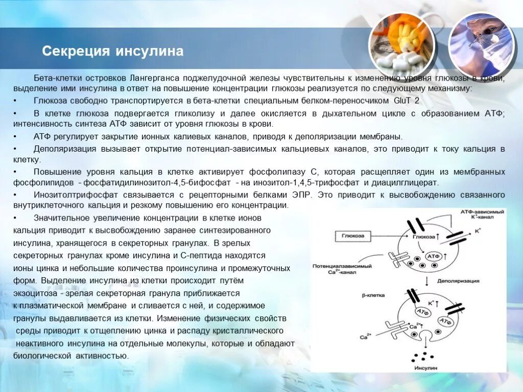 Инсулин гормон клеток островков лангерганса. Синтез инсулина в бета клетках. Секреция инсулина бета-клетками поджелудочной железы. Инсулин секретируется клетками. Выделение инсулина.