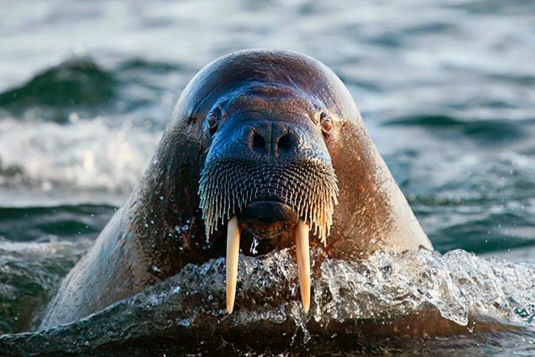 Тихоокеанский морж (Odobenus rosmarus divergens). Дальневосточный морж. Арктический морж. Морж в Арктике. Млекопитающее способное к полету