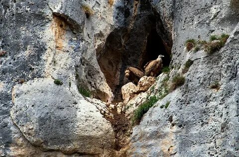 Гнезда на скалах