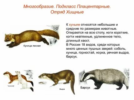 Хвост длиннее туловища