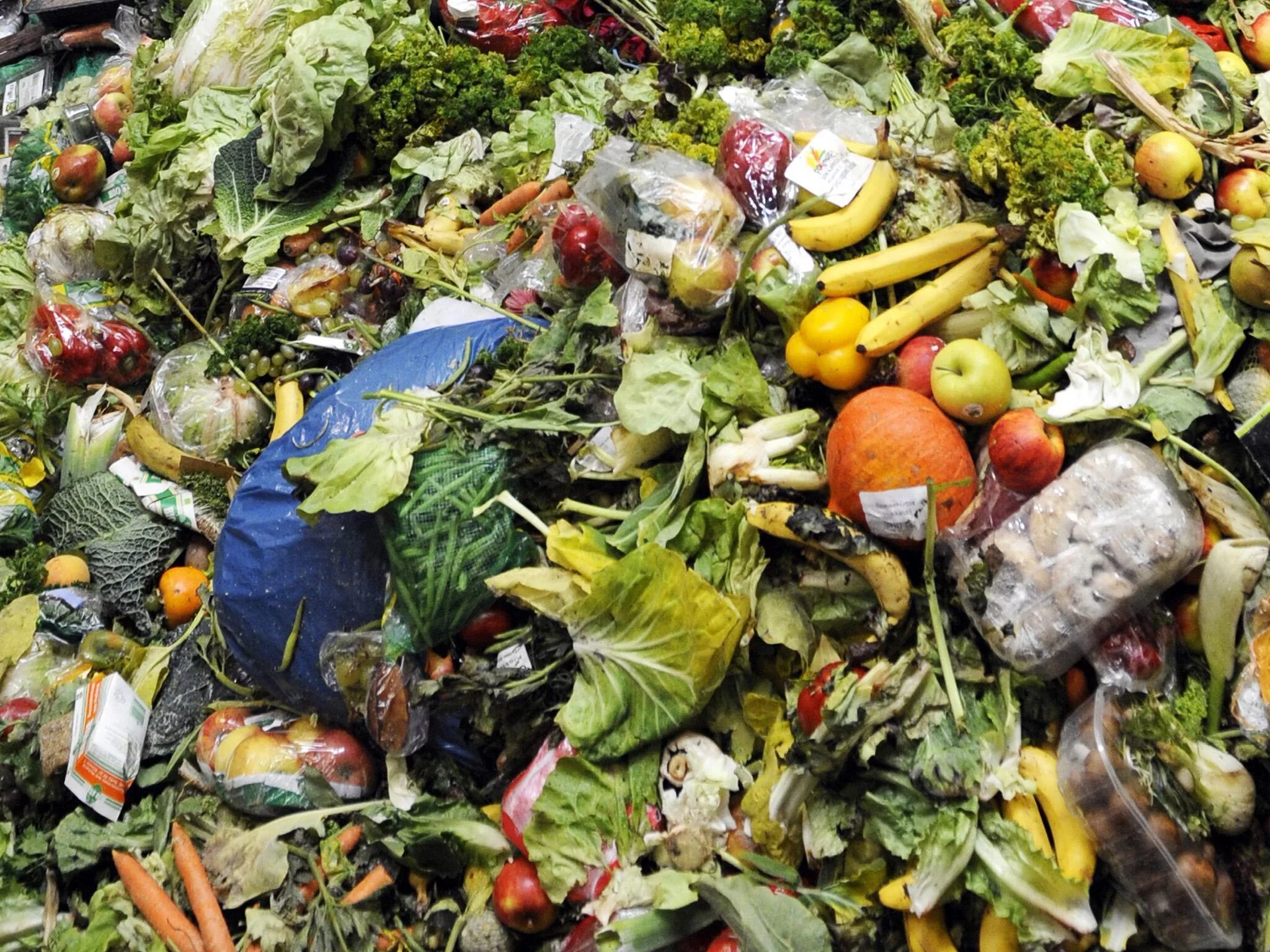 Органических отходов. Пищевые отходы. Пищевые отходы утилизация. Органические отходы.