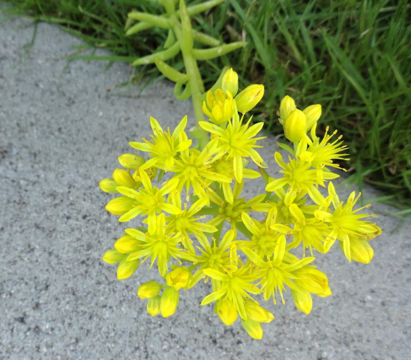 Angeline flowers. Очиток живучий Sedum Aizoon. Sedum rupestre Angelina.