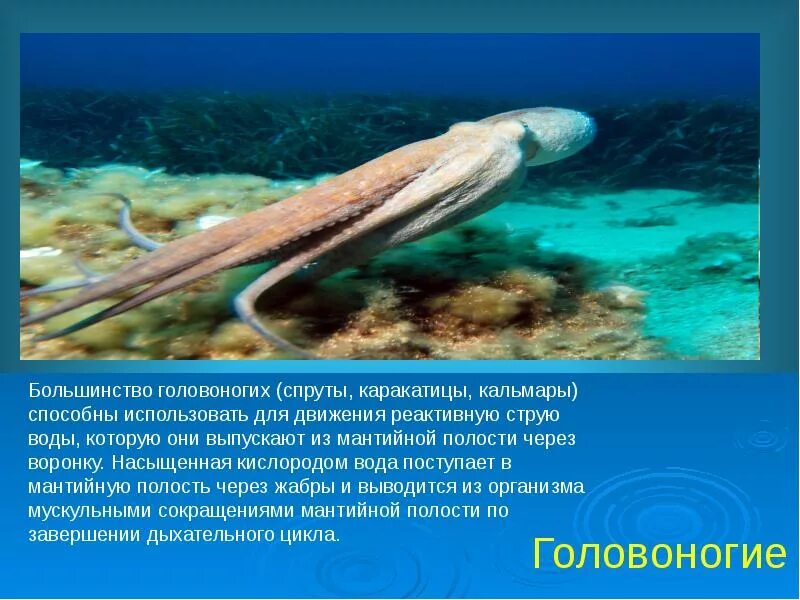 Способ передвижения головоногих моллюсков. Реактивное движение головоногих. способ передвижения головоногих. реактивное движение головоногих моллюсков. способ передвижения каракатицы.