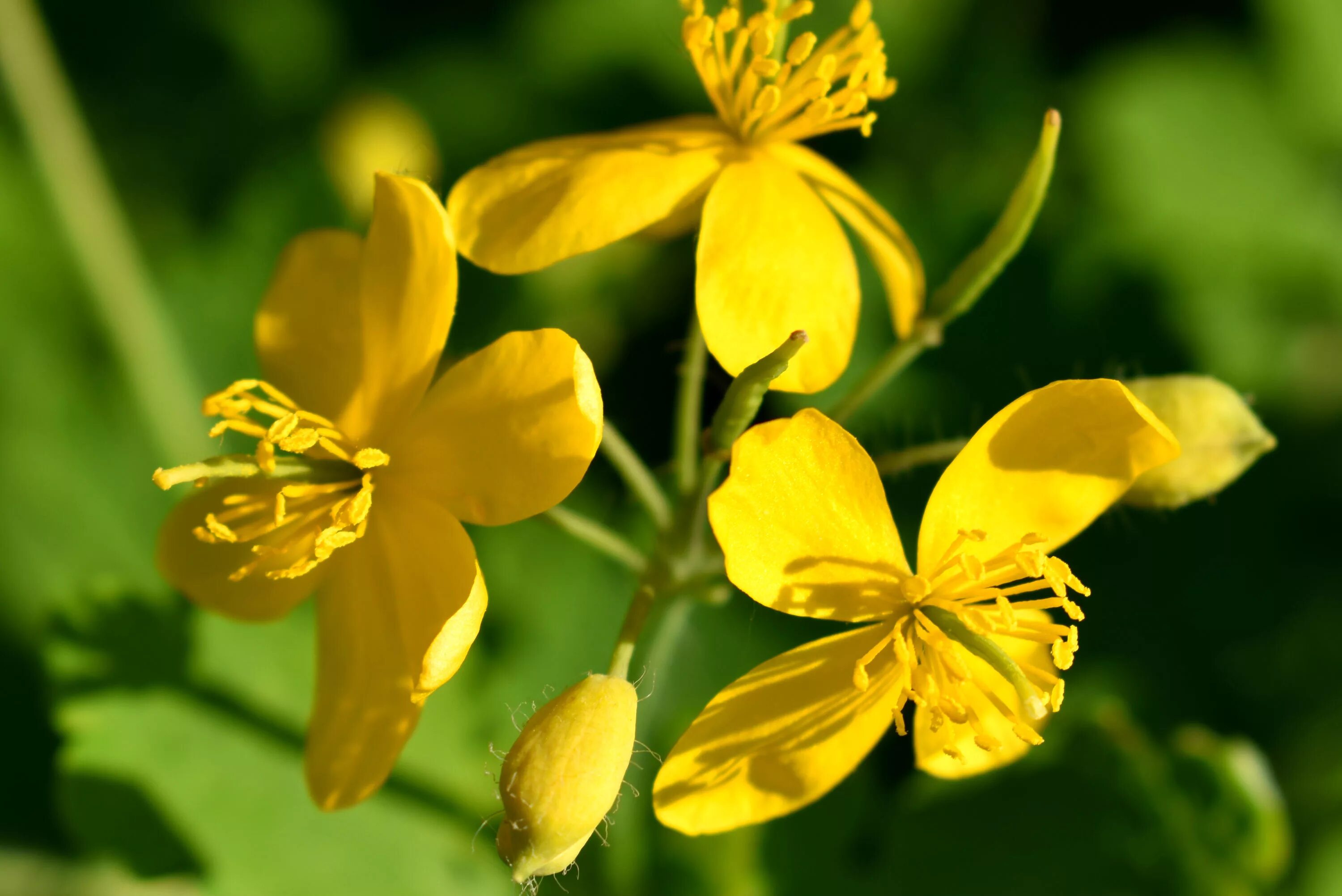 Чистотел большой (Chelidonium majus l.). Chelidonium majus - Papaveraceae. Чистотел соцветие. Донник Лютик чистотел.