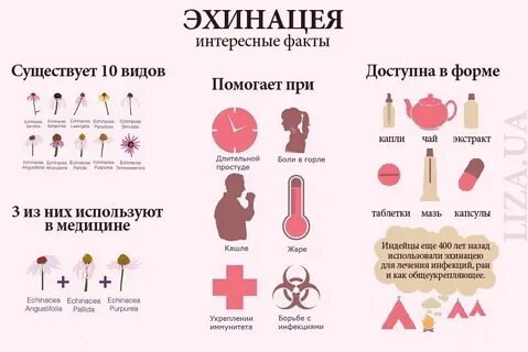 Эхинацея польза и вред для организма