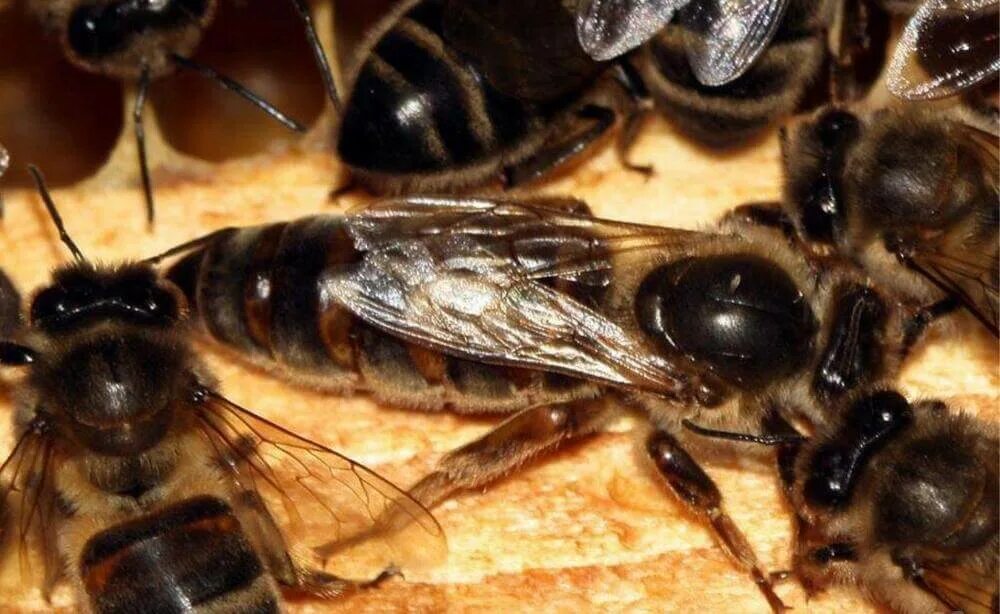 Среднерусская пчела. Матка среднерусской пчелы. Среднерусская Лесная пчела.