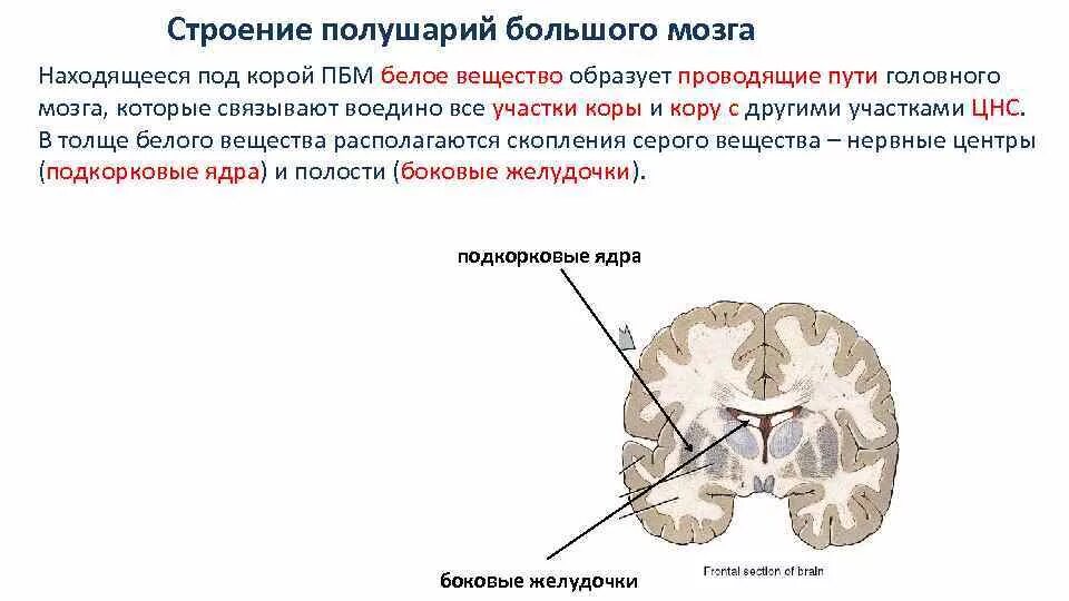 Ядра мозга образованы. Строение белого вещества полушарий большого мозга. Строение и функции белого вещества больших полушарий. Большие полушария головного мозга структуры белого вещества. Белое вещество коры головного мозга образуют.