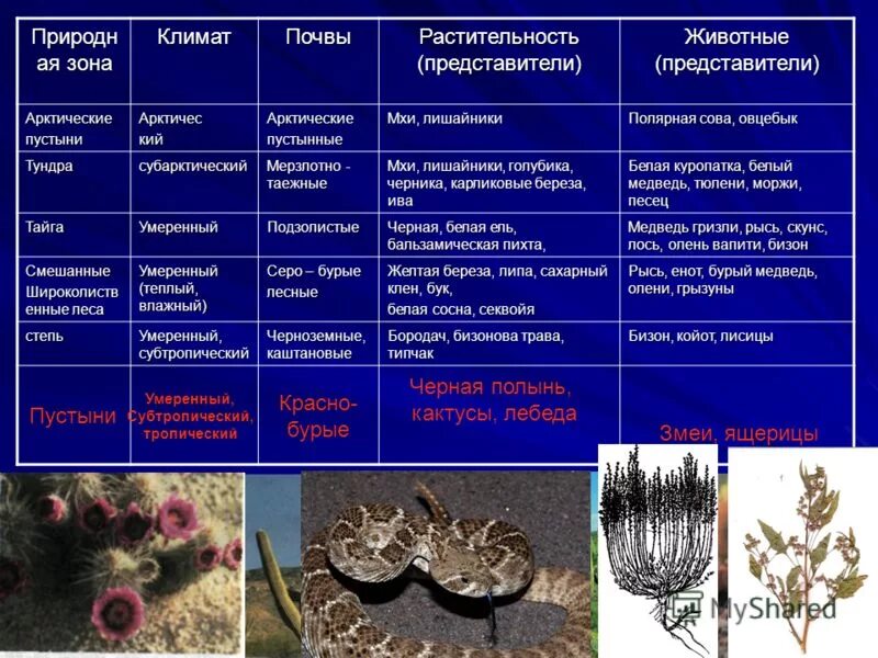 Примеры растений в разных природных зонах. Растения и животные зоны. Природные особенности животных. Растительность природных зон. Приспособления природных зон.