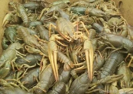 Раки рязань