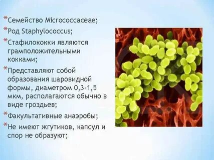 Стафилококки являются