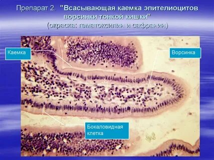 Эпителиоциты