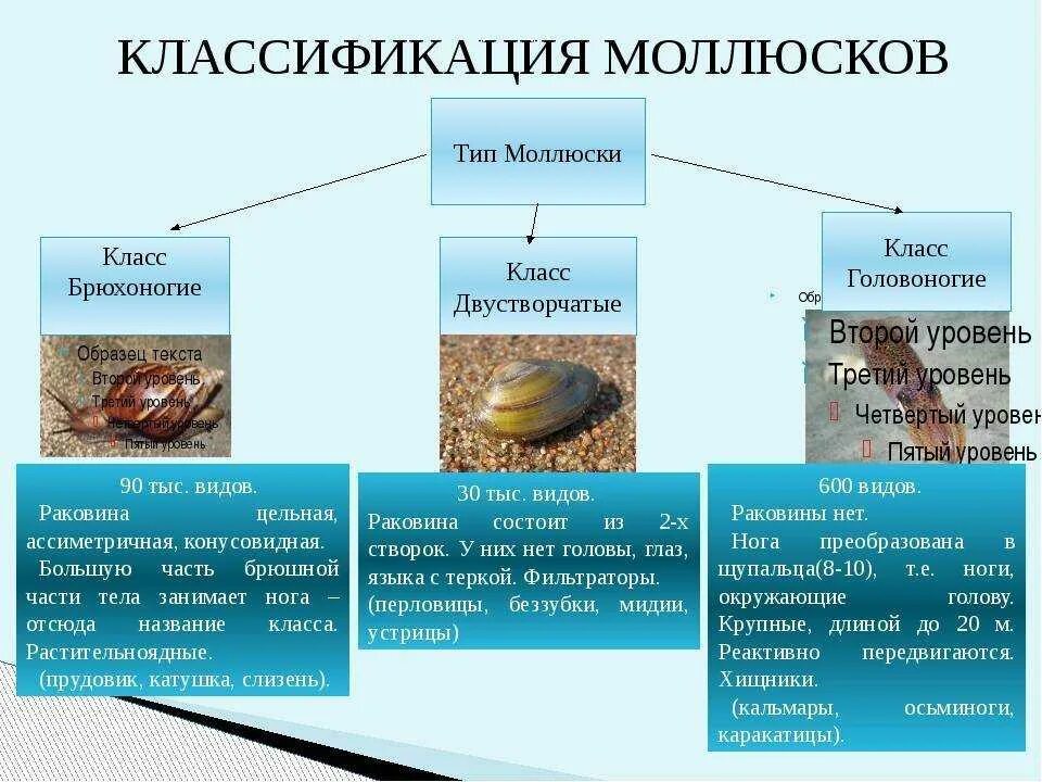 Представитель моллюсков является. Характеристика типа моллюски 7 класс биология. Класс моллюски 7 класс биология общая характеристика. Систематика головоногих моллюсков таблица. Моллюски общая характеристика 7 класс.