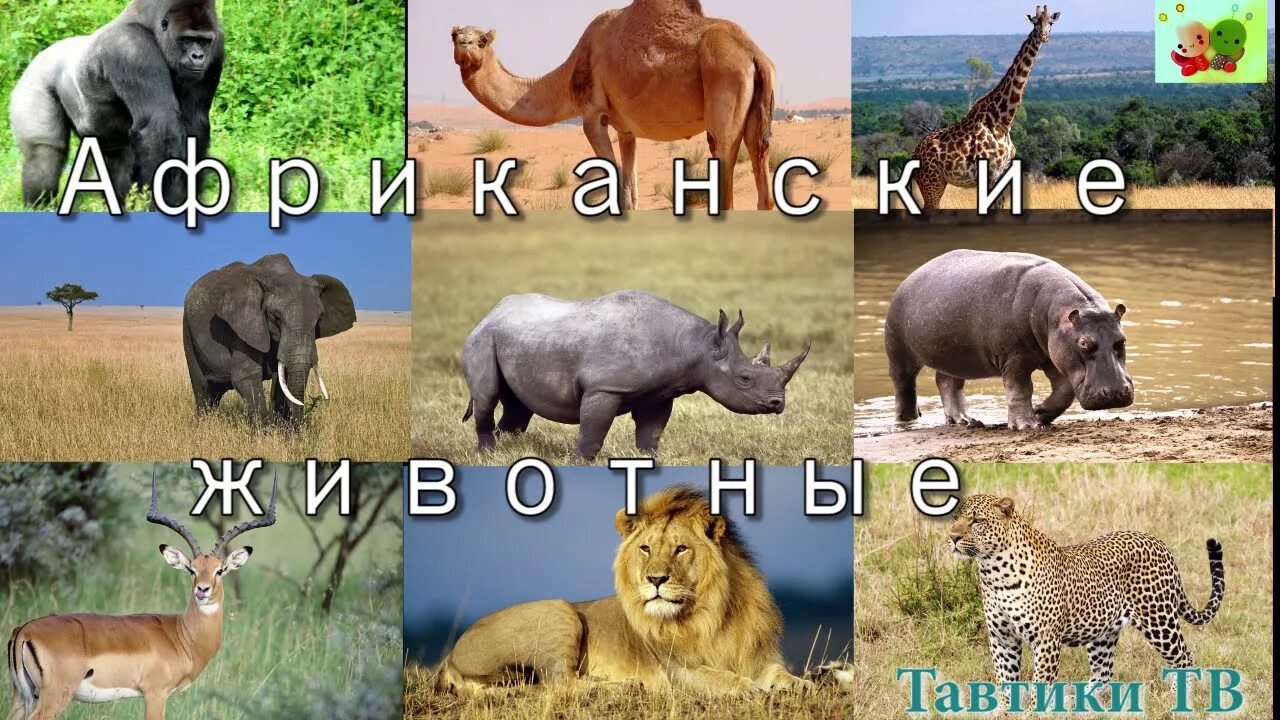 Видео голос животных. Звуки животных африки. голоса животных африки. звуки животных африки для детей. голоса и звуки животных африки.