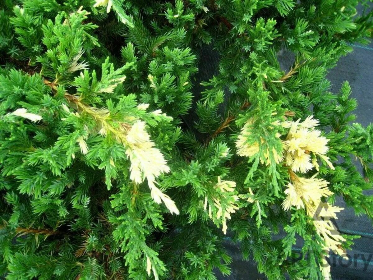 Можжевельник expansa variegata. Можжевельник экспанса описание. Можжевельник экспанса описание. Можжевельник китайский вариегата. Можжевельник экспанса описание.