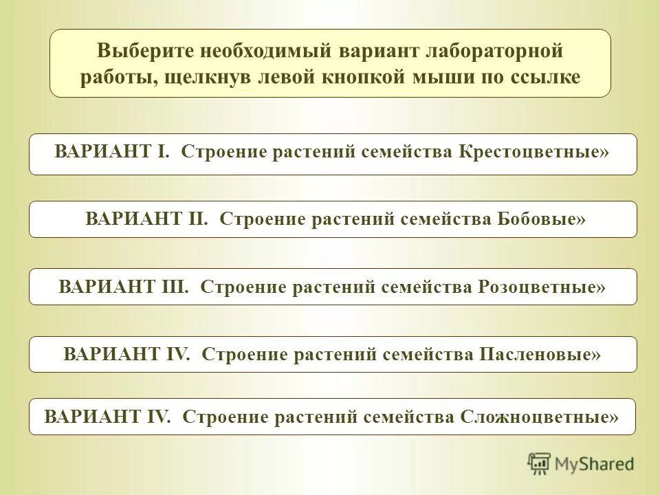 лабораторная работа семейства двудольных. корень сложноцветных. семейство астровые стебель. строение крестоцветных растений. семейство растений двудольные растения.