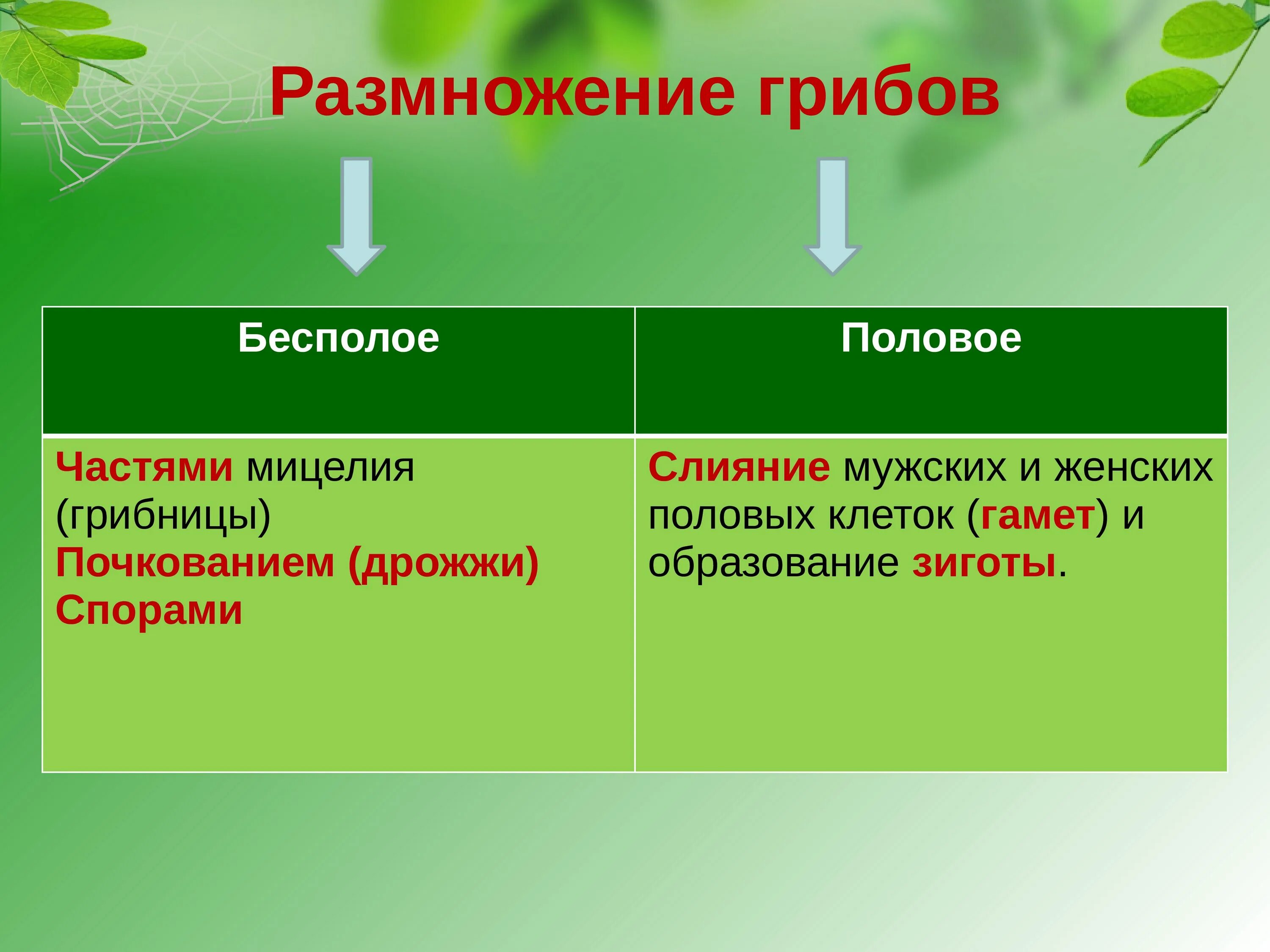 Размножение грибов мицелием. Грибы бесполое и половое размножение. Размножение грибов. Способы бесполого размножения грибов. Половое и бесполое размножение грибов.