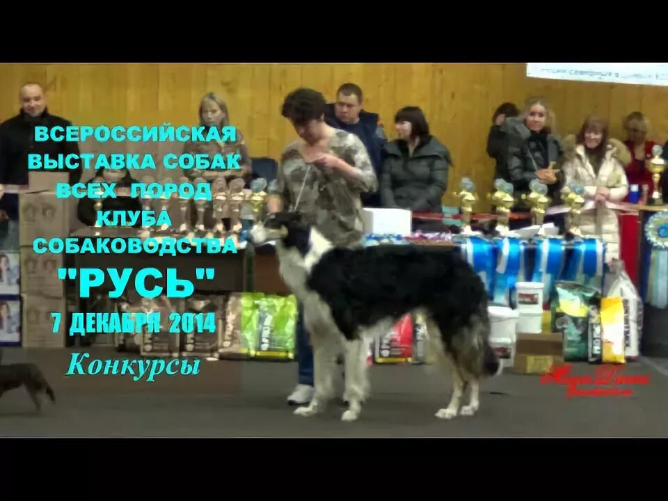 На выставке собак. Конкурс питомников на выставке собак. Конкурс пар на выставке собак. Клуб Русь Ногинск.