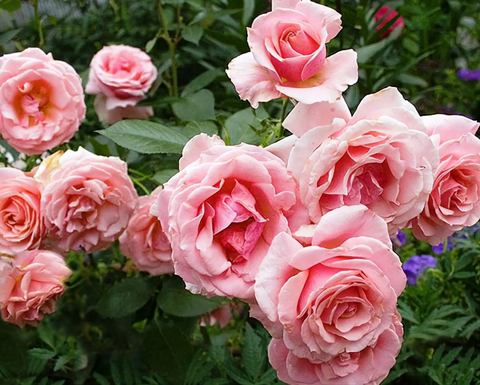 Rose poetry. Rose poetry. Rose poetry. Rose poetry. Rose poetry.