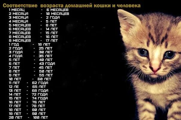 Кошачьи года. Имя для кота. Возраст кошек. Красивые имена для кошечек. 6 месяцев кошке сколько