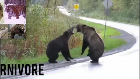 Бои медведя видео