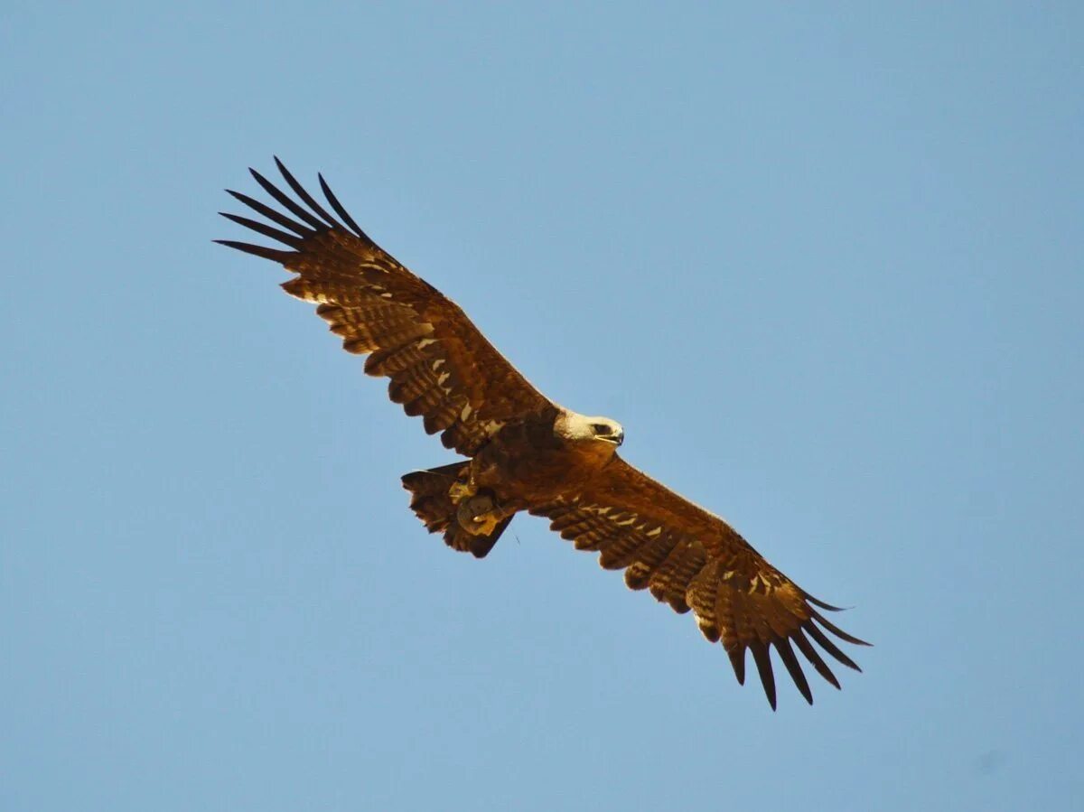 Степной Орел. Степной орёл (Aquila nipalensis. Крымский Степной Орел. Aquila Орел. Орел степная птица