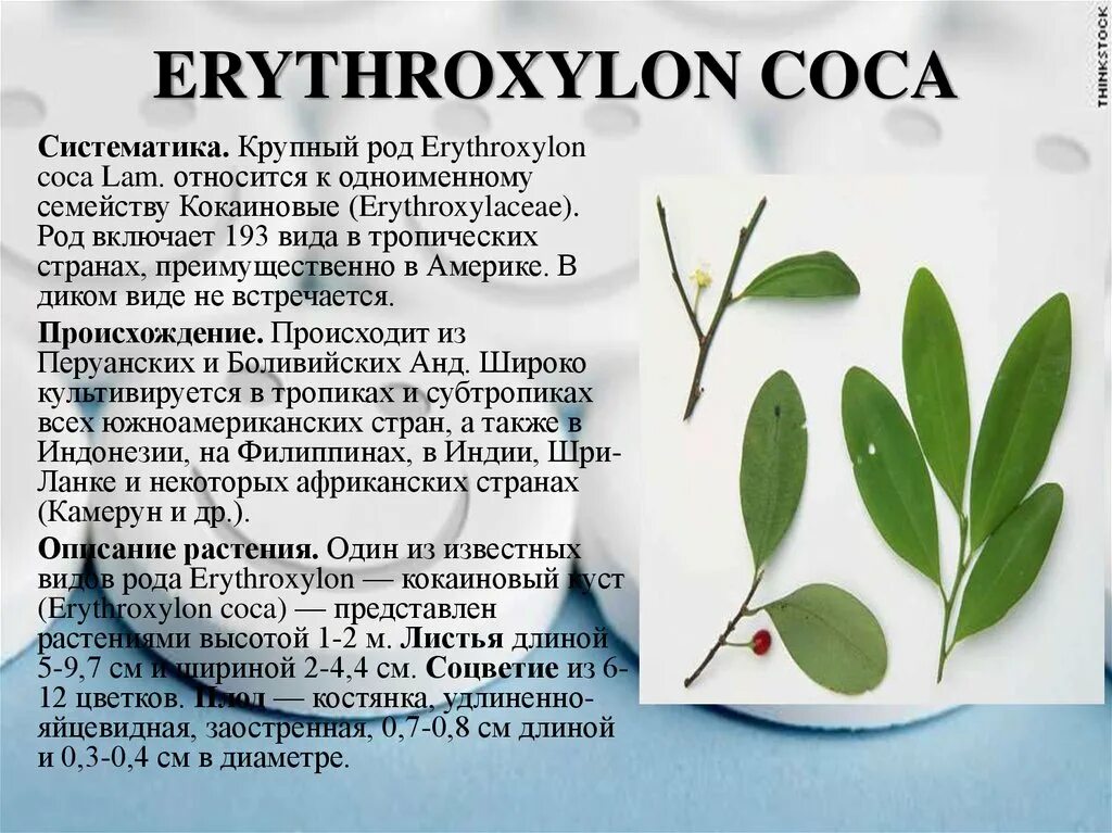 Как выглядит растение кокаина A Bitter Leaf Mother Jones