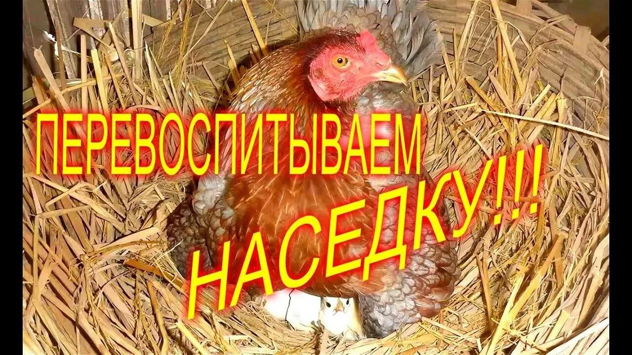 Почему курица сидит в гнезде. Курица сидит в гнезде. курица усаживается в гнездо. как отучить курицу от насиживания яиц. курица села на яйца в гнезде как отвадить.