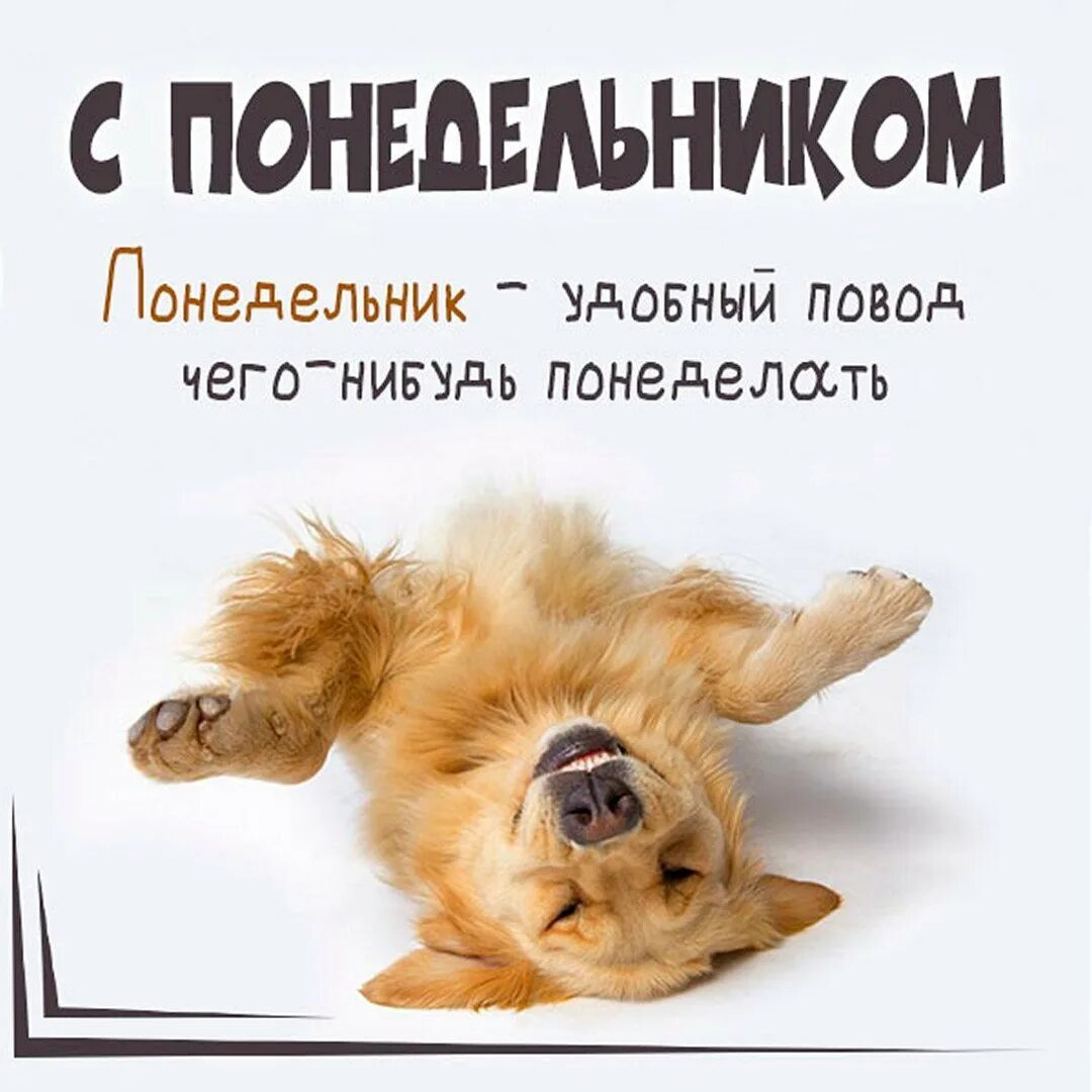 Понедельник картинки прикольные. Цитаты про понедельник смешные. Открытка с понедельником смешная. Открытка с понедельником смешная. Статус про понедельник.