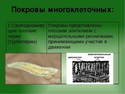 Покров червей