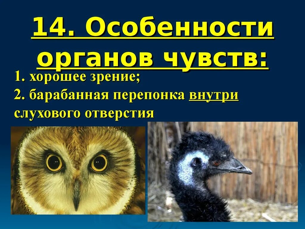 Развитые органы чувств у птиц. Органы чувств птиц. Какие органы чувств есть у птиц. Коммуникация птиц презентация. Органы чувств птиц презентация.