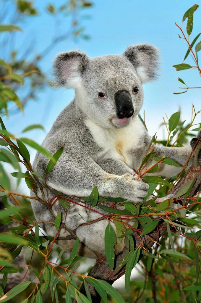 Эвкалиптовая коала. Коала в Австралии. Коала на эвкалипте. Мишка коала ест эвкалипт. Эвкалипт в Австралии с коалой.