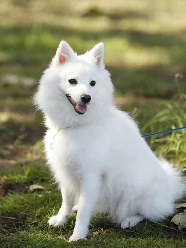 левретка. собака афганская борзая. как называется женская собака. пуми белая порода собак. японский шпиц белый.