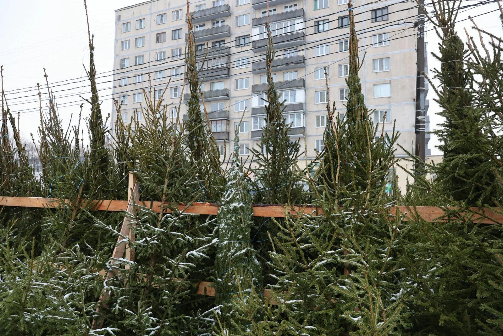Прием ёлок в спб. Утилизация новогодних елок. Пункт приема елок в спб. Елочный базар петербург. Пункт приема елок в спб.
