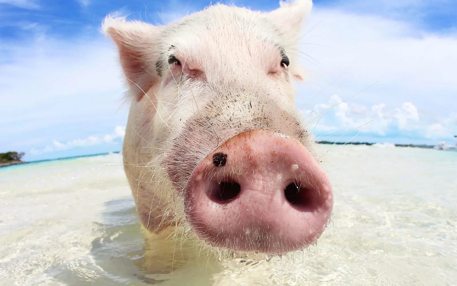 Свинка посмотри. Свинья. Морда свиньи. Свинья на пляже. Смешные хрюшки.