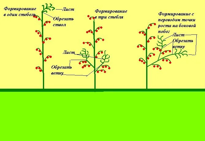 Пасынкование помидор в теплице. Схема пасынкования томатов открытом грунте. Схема правильного пасынкования томатов. Пасынкование детерминантных томатов. Пасынкование высокорослых томатов.