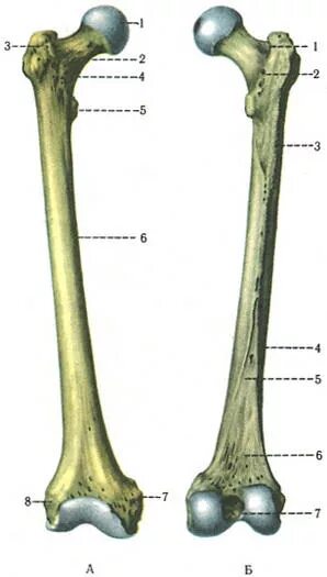 Бедренная кость анатомия. Бедренная кость Синельников. Бедренная кость анатомия строение. Бедренная кость анатомия человека Синельников.