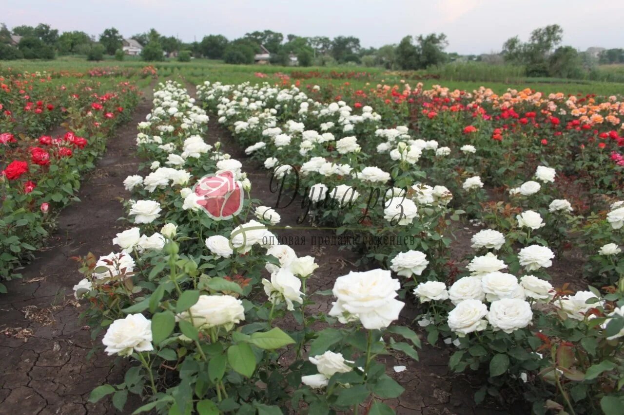 Гармония сада питомник роз. Интернет магазины роз краснодарского края