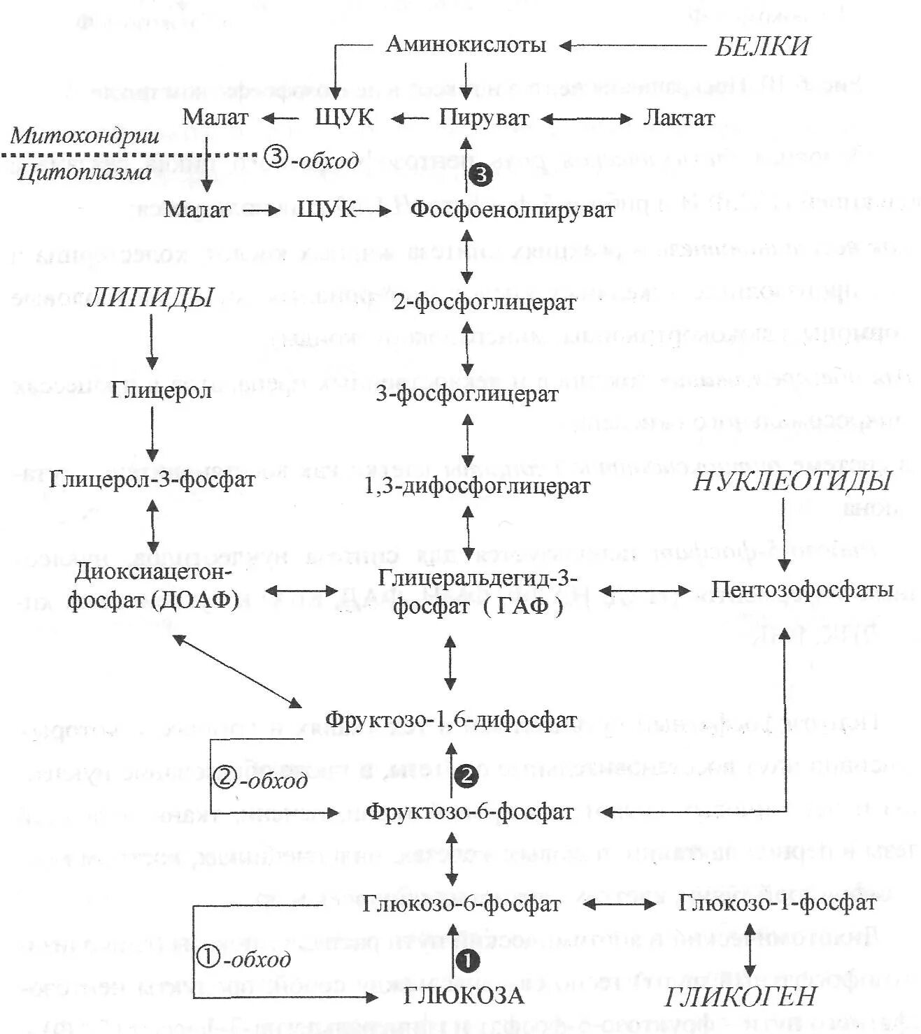 Синтез Глюкозы из глицерола глюконеогенез. Синтез Глюкозы из молочной кислоты глюконеогенез. Схема глюконеогенеза из молочной кислоты. Схема синтеза Глюкозы из глицерола. Синтез глюконеогенеза