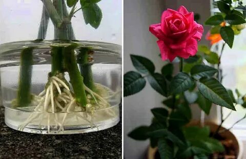 Розы из покупного букета