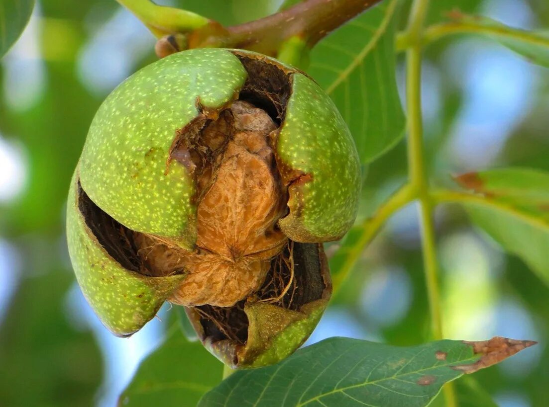 Колов грецкий орех. Грецкий орех juglans regia l.. орех чандлер. грецкий орех деревья с орехами. плоды грецкого ореха на дереве.