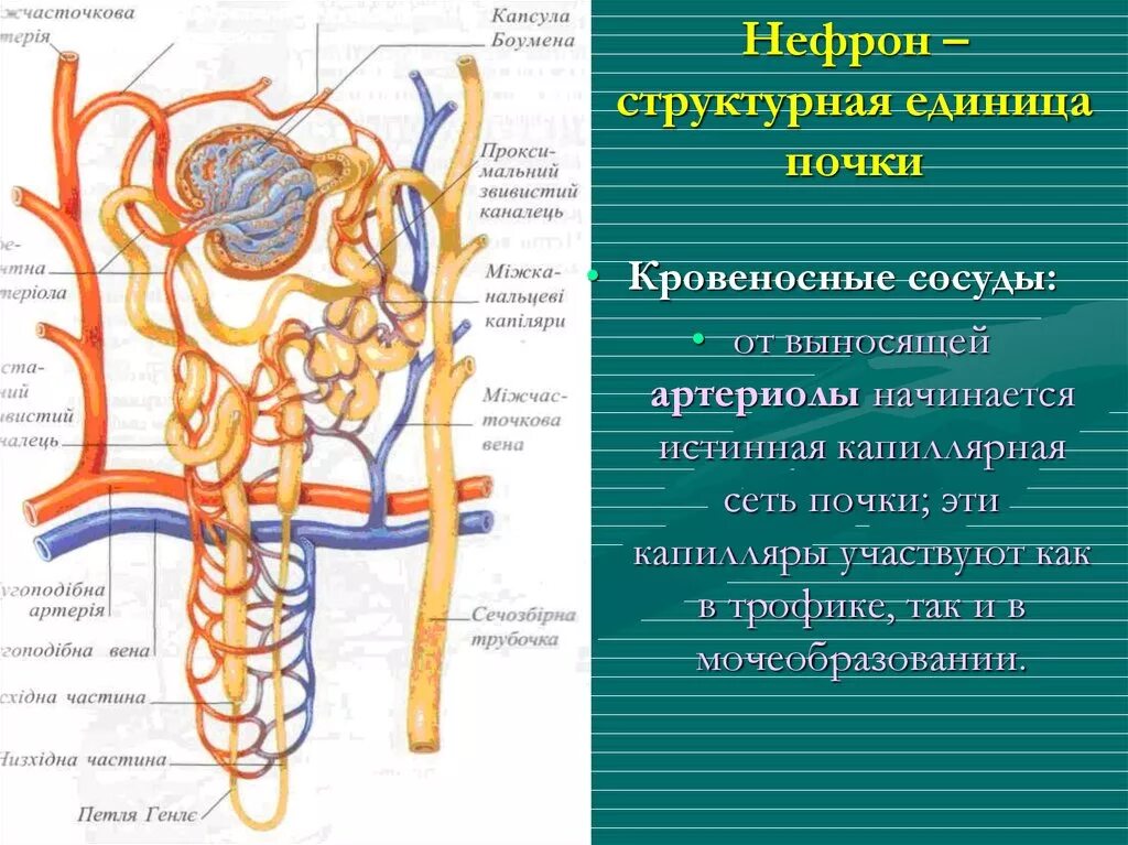 Почечная Вена нефрона. Нефрон структурно-функциональная единица почки. Структурные образования нефрона. Строение нефрона структурной единицы почки. Выносящая артериола почки