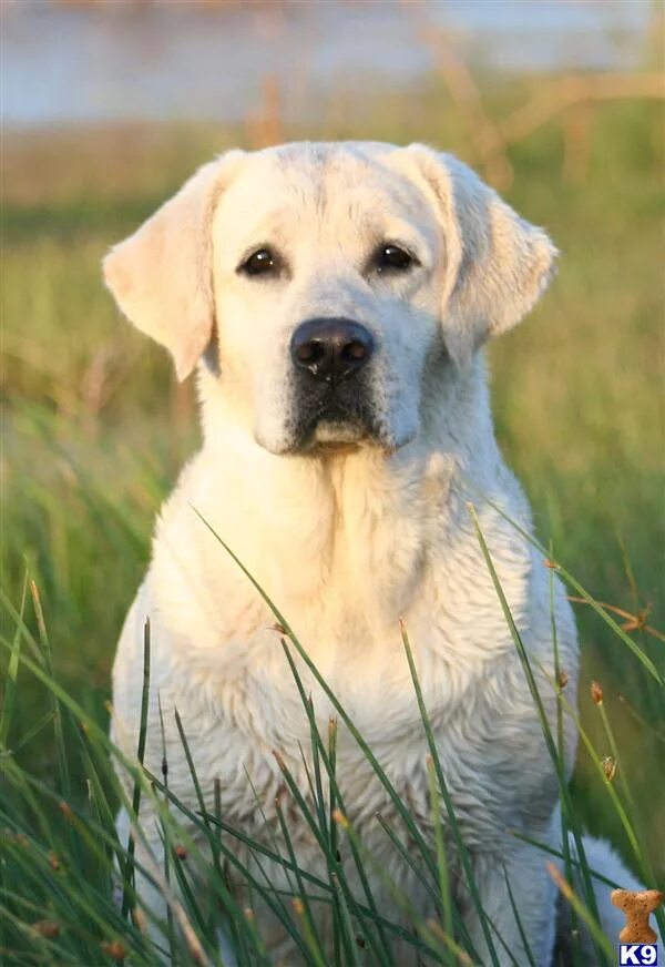 Лабрадор ретривер палевый. Лабрадор ретривер. Лабрадор ретривер толстый. Лабрадор палевого окраса. Лабрадор персиковый.
